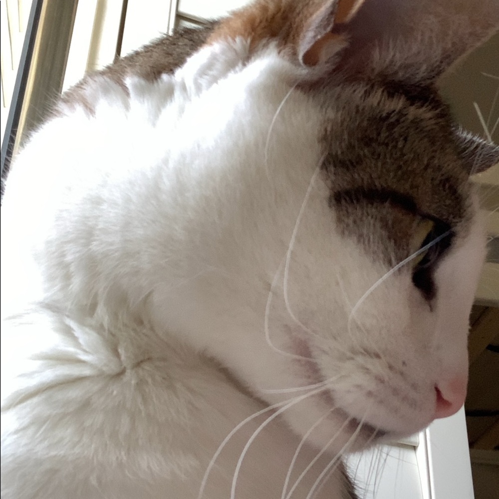 Meet your Posher, Abby